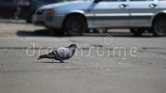 一只鸽子慢吞吞地在城市街道上吃面包屑视频的预览图