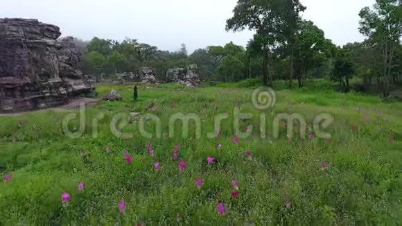 泰国柴雅福花园中暹罗花的鸟瞰图视频的预览图