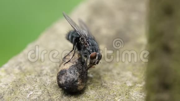 在英国飞蝇食蝇科栖息和吸收粪便中的矿物质视频的预览图