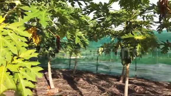 椰果种植园视频的预览图