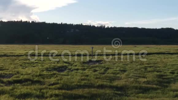 绿色的草原黄昏时分燕子飞来视频的预览图