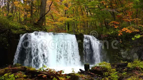 美丽色彩斑斓的秋林中的山崎瀑布视频的预览图