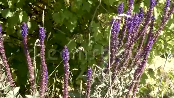 紫蓝色的盐渍在深绿色灌木丛中视频的预览图