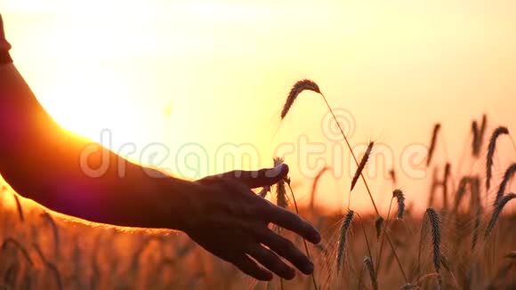 农夫正在田里在成熟时检查麦穗一个人手触摸麦穗特写视频的预览图