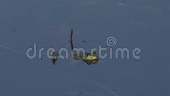 一只美丽的沼泽青蛙漂浮在英国一个沼泽池的表面视频的预览图