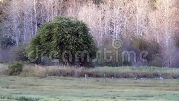 燕子在大苹果树附近的草原上飞翔视频的预览图