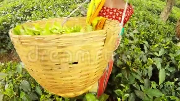 印度妇女采茶机的头上固定着一个大柳条篮子叶子种在种植园里视频的预览图