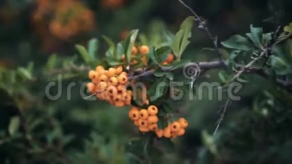 一堆成熟的罗旺浆果的特写镜头一丛丛橘黄色的在树枝上视频的预览图