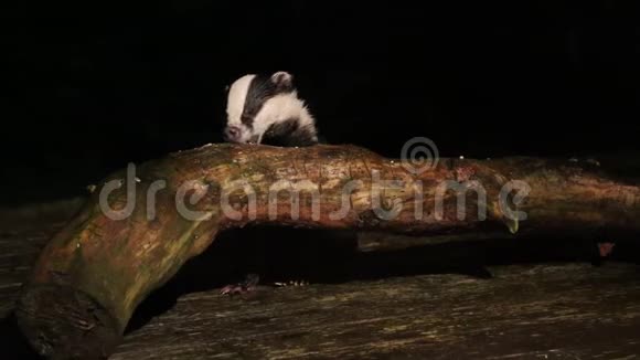 一只美丽的獾梅莱斯梅尔晚上在苏格兰高地的一根原木上觅食视频的预览图