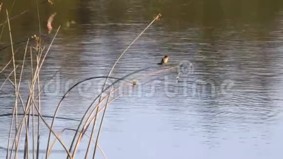 在风帽运河里生长的芦苇被用作栖息之地就像燕子在上面降落视频的预览图
