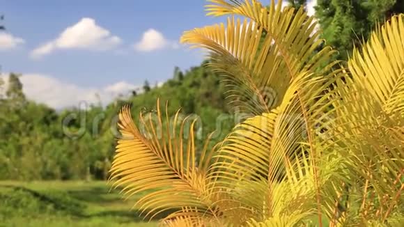 黄色棕榈叶或金藤棕榈槟榔棕榈叶白色背景上分离的热带叶夹有夹枝视频的预览图