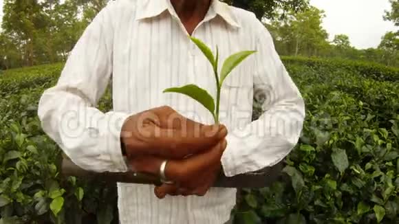 人手握着茶枝用手指在古老的种植园阿萨姆中展示着每一片视频的预览图