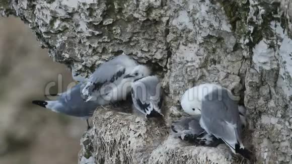 在英国一群筑巢的基迪威克里萨特里达基拉成虫和雏鸡坐在巢上悬崖上的悬崖上视频的预览图
