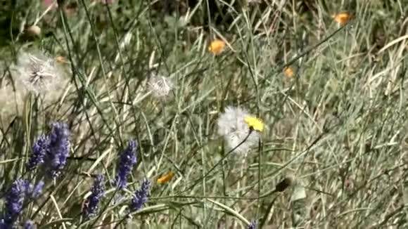 丹迪利翁和薰衣草与野花生长视频的预览图
