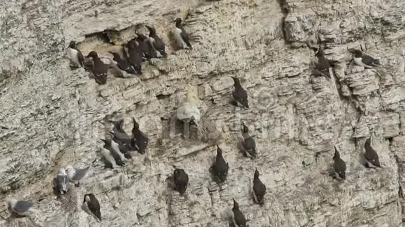 在英国吉尔莫特乌利亚阿格尔基蒂瓦克里萨特里达克提拉甘内特摩鲁斯巴萨努斯在悬崖上筑巢视频的预览图