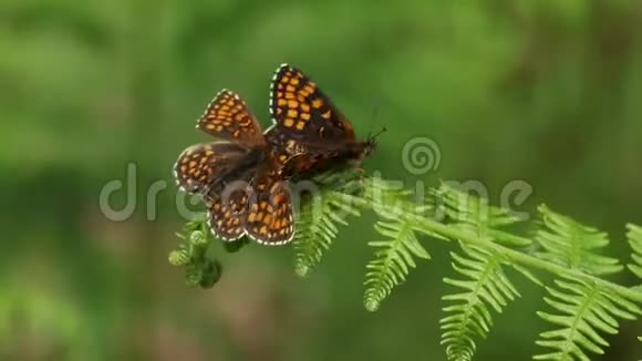 在一片林地空地上两只在蕨菜上栖息的罕见的海纹蝴蝶视频的预览图