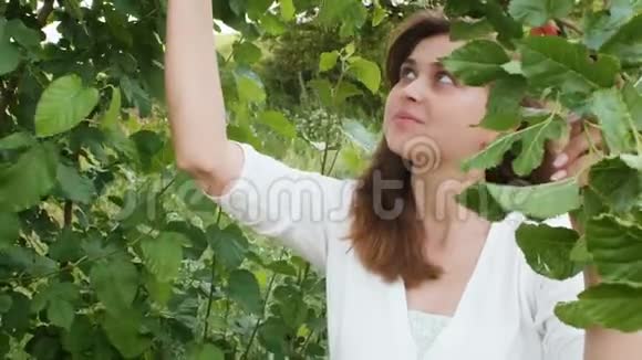 美丽的女孩采摘和吃成熟的桑椹在果树花园散步健康的自然小吃视频的预览图
