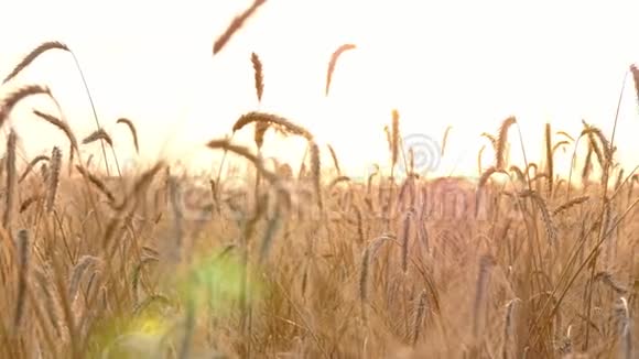 太阳阳光透过成熟的麦穗照射日落时的麦田农业农学和农业综合企业视频的预览图