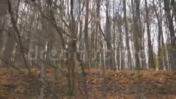 在秋林背景下平稳运动很多落叶在安静的环境中视频的预览图