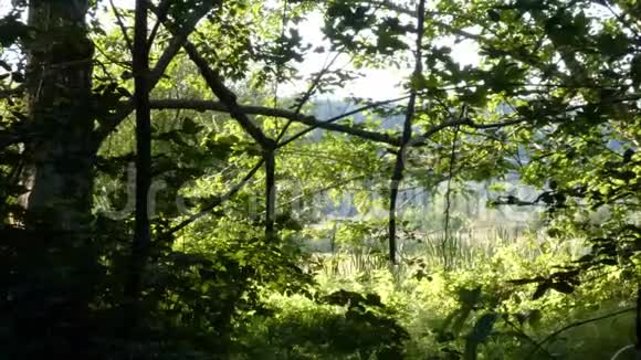 湿地的芦苇和鳞茎在树木中生长视频的预览图