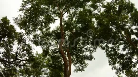 猴子在树冠上跳跃树枝在树梢上坠落俯下身子视频的预览图