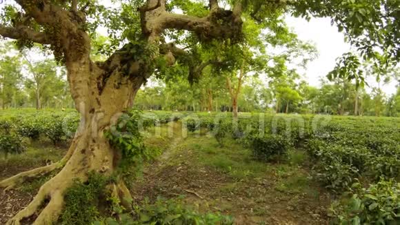 许多采茶人在种植园工作老树猴子爬阿萨姆视频的预览图