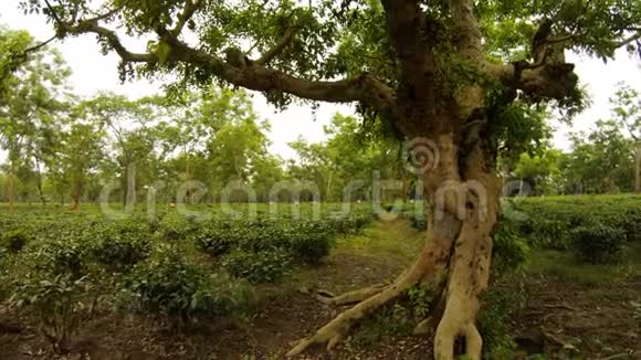 茶树上的一棵大古树很多采摘者都是阿萨姆视频的预览图