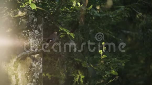 鸟在树枝上飞翔视频的预览图