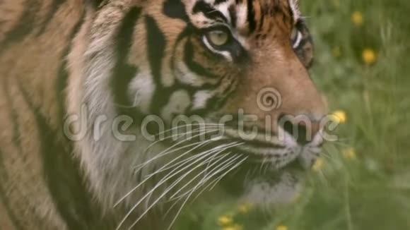 老虎在草吼声后面模糊视频的预览图