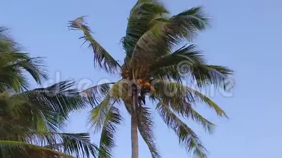 两棵美丽的棕榈树在蓝天上的形象视频的预览图