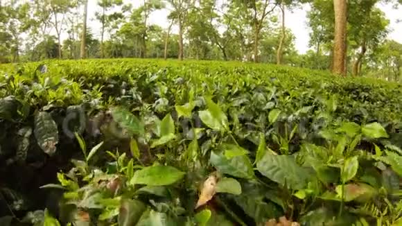 在阿萨姆茶树种植园移动视频的预览图
