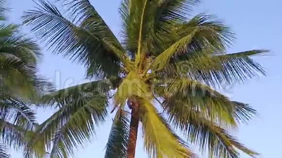 两棵美丽的棕榈树在蓝天上的形象视频的预览图