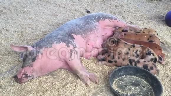 小猪们吮吸他们的母亲视频的预览图