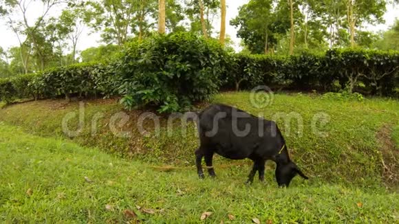 小黑山羊在阿萨姆种植园的茶丛附近觅食视频的预览图