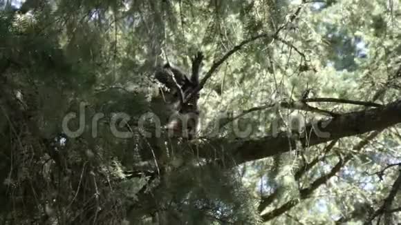 年轻的浣熊栖息在松树上打扮自己视频的预览图