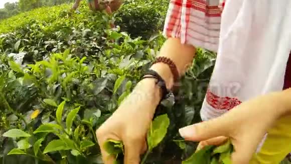 女人手里收集着靠近阿萨姆种植园的茶叶视频的预览图