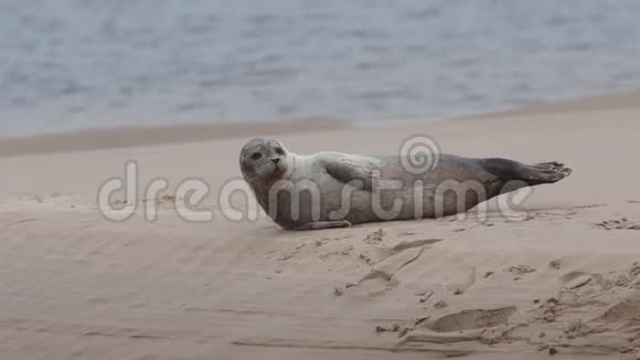 一只可爱的普通海豹幼崽PhocaVitulina躺在苏格兰低潮的沙洲上视频的预览图