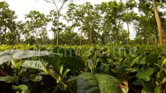 男人手拿着手镯在种植园阿萨姆收集着年轻的茶叶视频的预览图