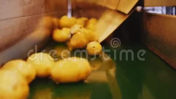 车间用生产线输送的马铃薯视频的预览图