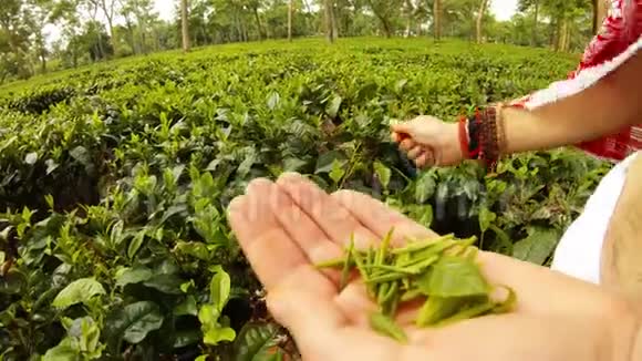 男人手拿着手镯在种植园的阿萨姆采集嫩嫩的茶叶视频的预览图