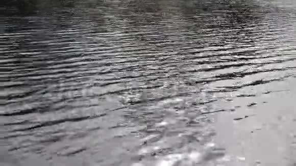 鸭子从太阳光中喷出水来在波浪上摆动视频的预览图