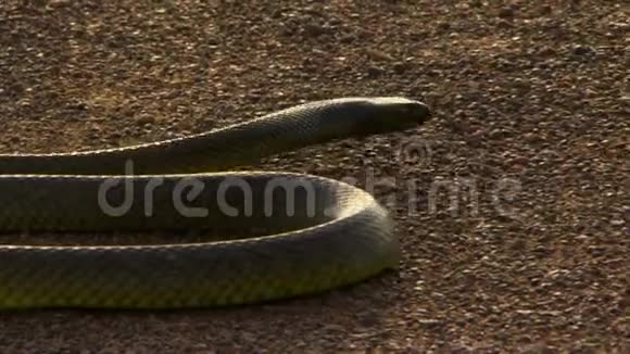 蛇的身体和尾巴滑开了视频的预览图
