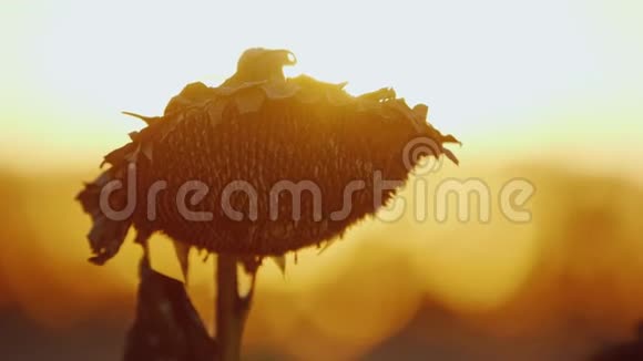 巨大的向日葵头熟准备收割夕阳西下在橘色的天空中随风飘荡视频的预览图