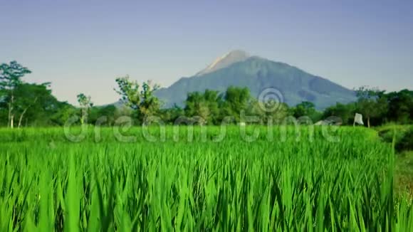 从稻田眺望山顶视频的预览图