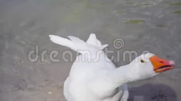 池塘边的鹅视频的预览图
