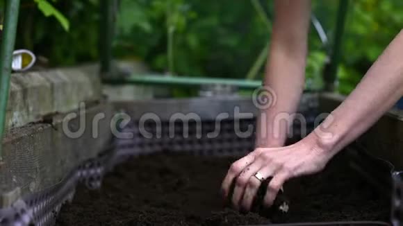 女性的双手在肥沃的土壤中工作视频的预览图