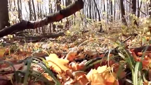 秋天的森林向前走摄像机穿过森林稳定的视频视频的预览图