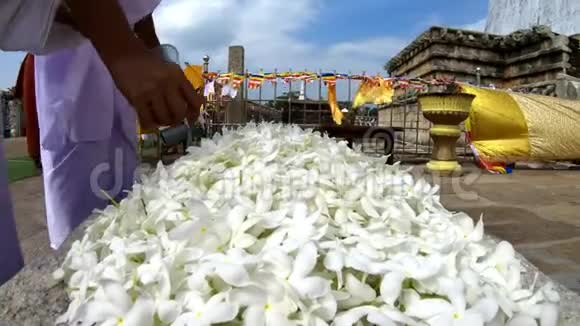 一束白色的花瓣在一个古老的佛教圣地的脚下阿努拉德哈普拉鲁旺韦利萨娅斯图帕视频的预览图