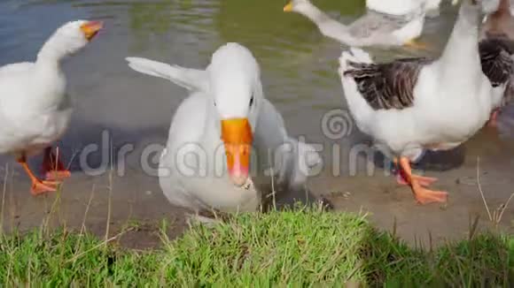 池塘边的鹅视频的预览图