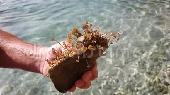 手里拿着海草覆盖的石头视频的预览图